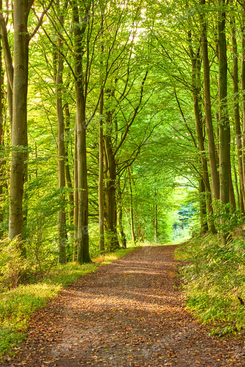 Preview: Spring forest. A photo of green and lush spring forest in Denmark.