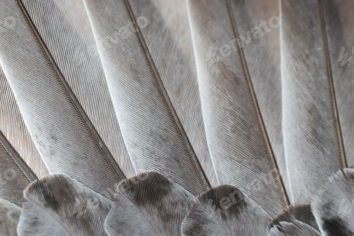 Preview: gray feather pigeon macro photo. texture or background