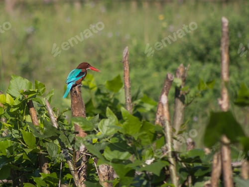 Preview: Kingfisher resting on logs