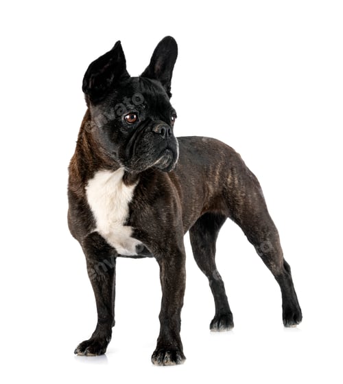 Preview: french bulldog in studio