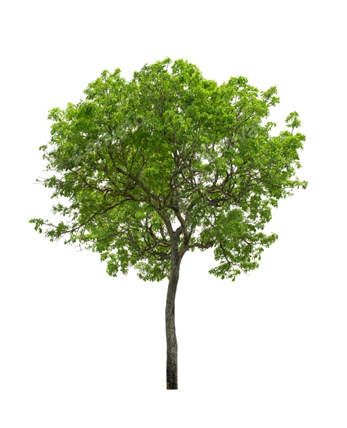Preview: tree isolated on white background