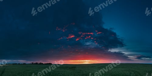 Preview: Panoramic Landscape Of Green Young Oat Plantation In Spring Fiel