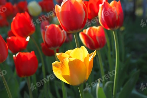 Preview: Beautiful bright red and yellow tulips