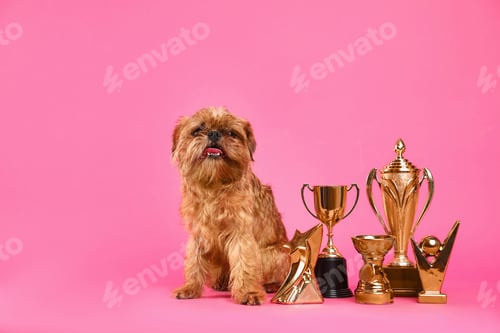Preview: Cute Brussels Griffon dog with champion trophies on pink background