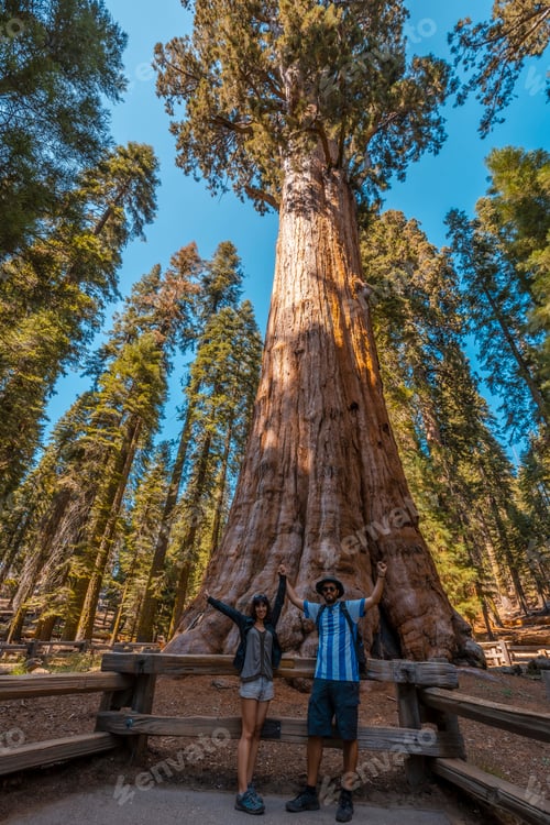Preview: A couple in The giant tree General Sherman Tree in Sequoia National Park, California