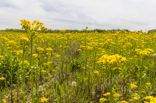 Preview: Beautiful view of yellow flowers in the field