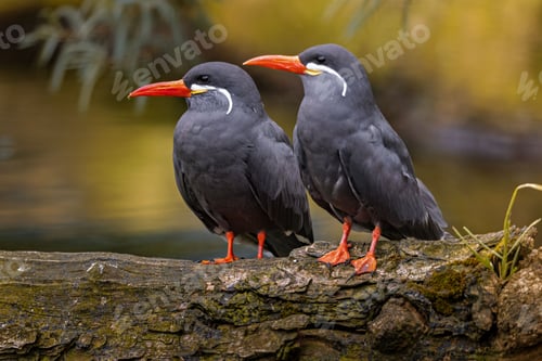 Preview: Two Inca terns perched on a log with a blurred natural background