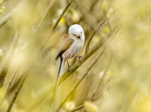 Preview: Long-Tailed Tit Bird On A Branch
