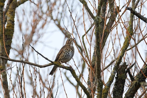 Preview: Song thrush (Turdus philomelos)