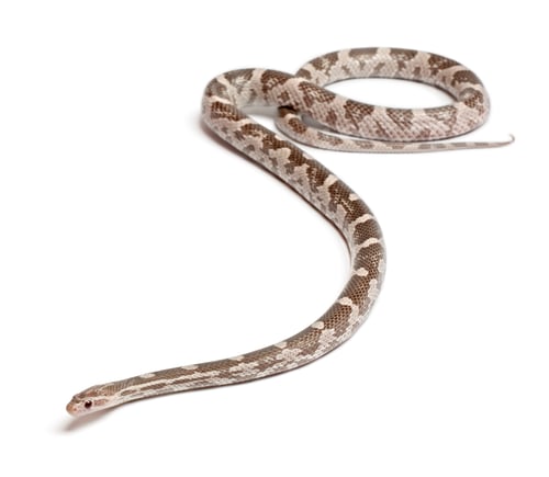 Preview: Lavender Corn Snake or Red Rat Snake, Pantherophis guttatus, in front of white background