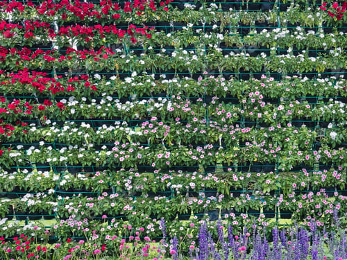 Preview: Full Frame Background of Colorful Flowering Wall