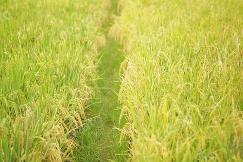 Preview: Rice Field at harvest season