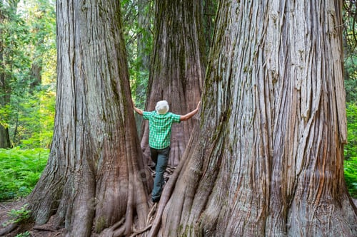 Preview: Tourist near sequoia