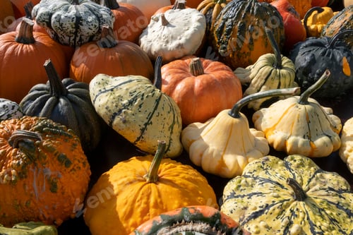 Preview: Variety of different pumpkins in autumn close uo full frame