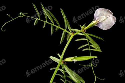 Preview: Light violet flowers of wild sweet pea, isolated on black background