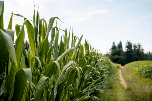Preview: Lush cornfield under clear skies