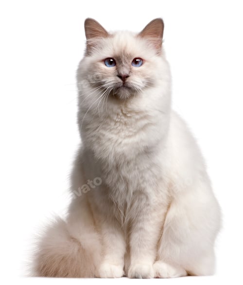 Preview: Birman cat, 9 months old, in front of white background