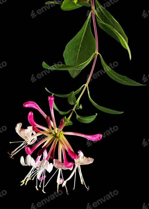 Preview: Flowers of honeysuckle, lat. Lonicera periclymenum Serotina, isolated on black background