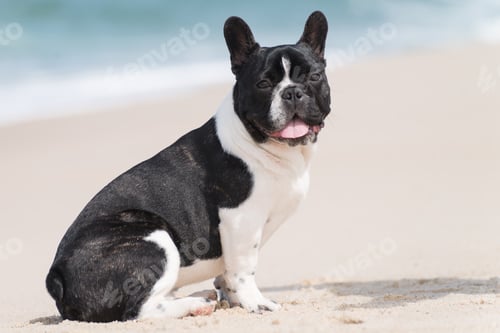 Preview: French bulldog on the beach