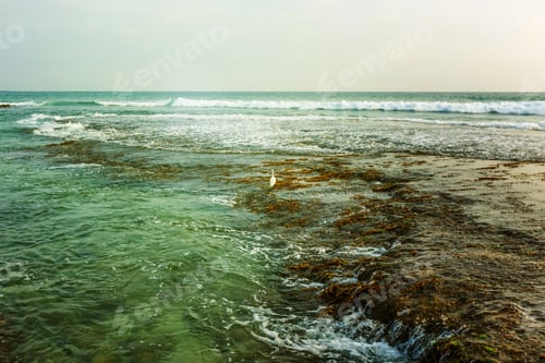 Preview: Beautiful seascape, boulders and palms