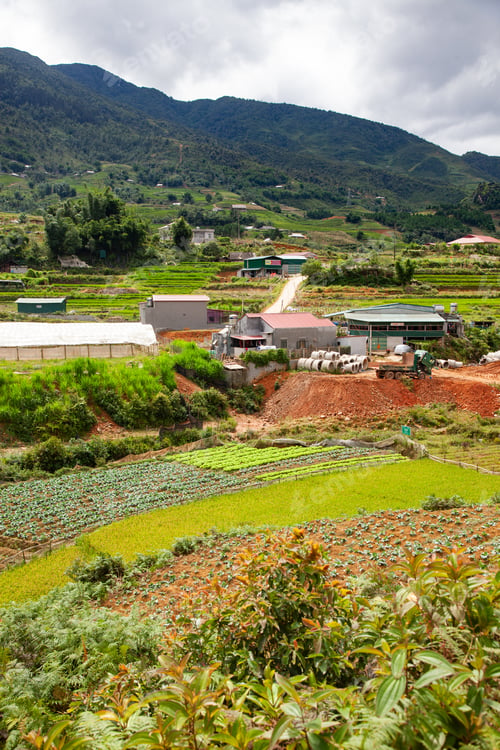 Preview: terraced green rice fields around Sa Pa, Vietnam
