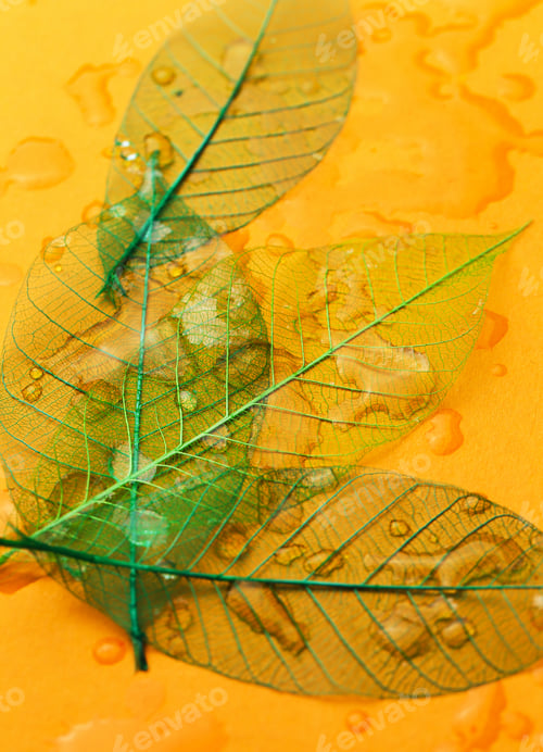 Preview: Leaf on the table