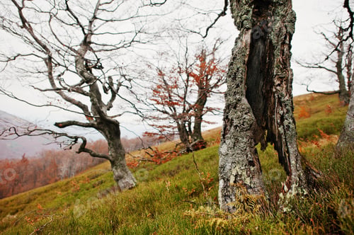 Preview: Hollow of beerch tree at autumn forest on mountains.
