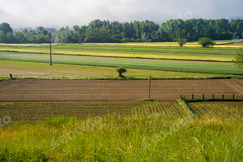 Preview: Rural landscape near Asti at springtime