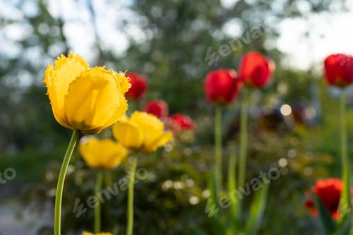 Preview: beautiful yellow tulips on red tulips background in garden