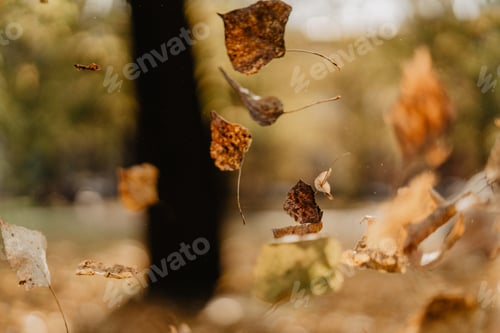 Preview: Autumn background / fall leaves / natural tones