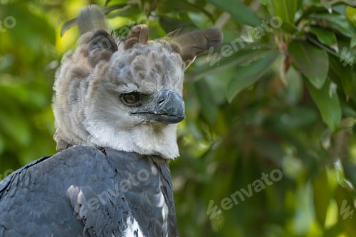 Preview: Portrait of a Harpy Eagle on a tree in a forest with a blurry background