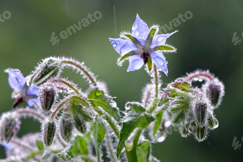 Preview: Starflowers with raindrops