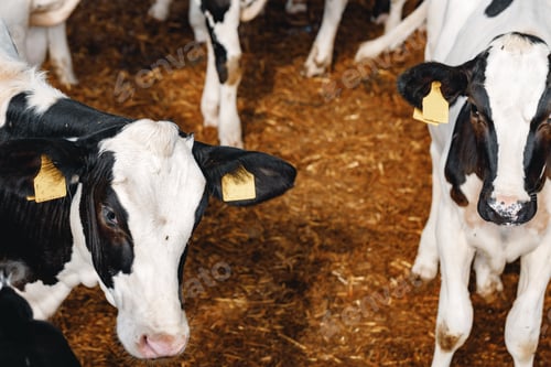 Preview: Black and white spotty cows on a farm