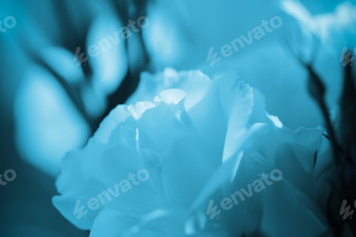 Preview: The Flowers Are Bright In Sunny Day Background Image