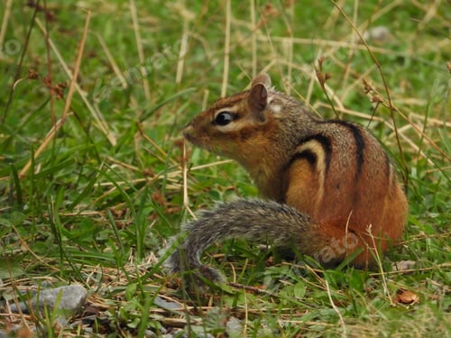 Preview: Small, striped chipmunk with brown fur sitting in a grassy field with an alert expression