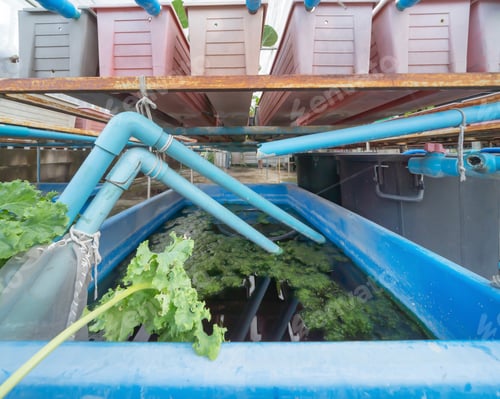 Preview: Row of fresh vegetable salad garden plant industry farm in agriculture. Hydroponic natural food.