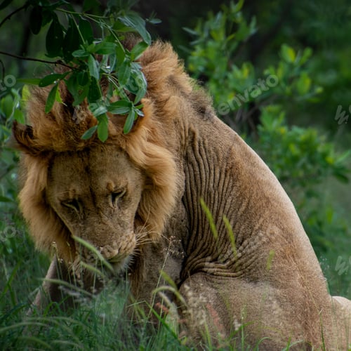 Preview: Adult male African lion sitting in the shade surrounded by green foliage.