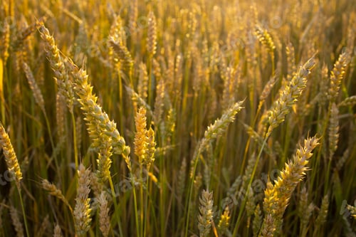 Preview: Wheat, rye field. Ears of golden wheat, rye. Rural landscapes under sunlight.