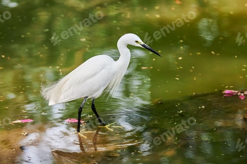 Preview: Little Egret small heron white bird hunting on lake in indian Lodi Gardens city park in New Delhi