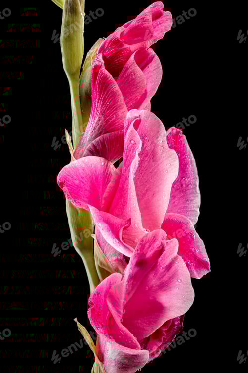 Preview: Blooming pink Gladiolus Invitatie on a black background