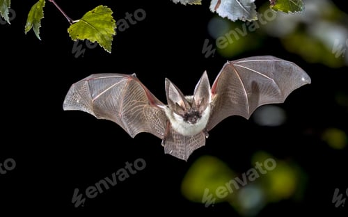 Preview: Flying Grey long eared bat in forest