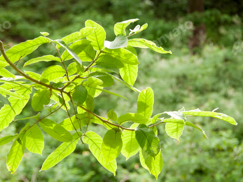 Preview: Natural background of green leaves