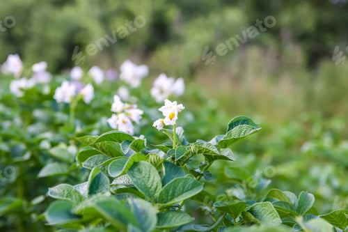 Preview: Potatoes flowers blossom on the farm field. Flowering potato plants.