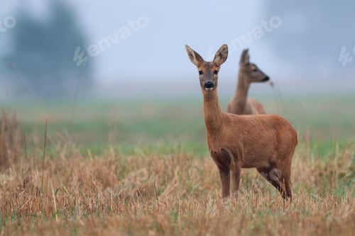 Preview: Roe-deers in a clearing