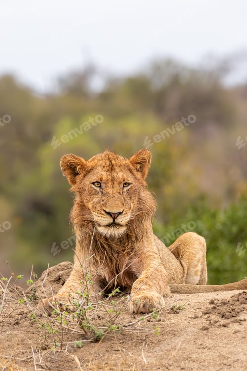Preview: A young male lion, Panthera leo, sitting on a mound.