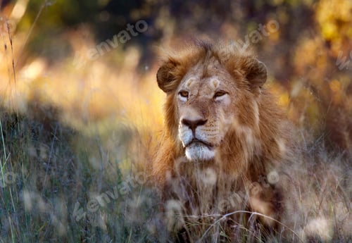 Preview: Lion (Panthera leo) - Okavango Delta - Botswana