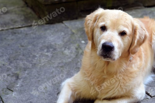 Preview: golden retriever, dog, pet, retriever