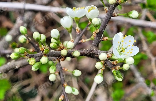 Preview: Cherry blossom flowers on a tree branch, spring is here