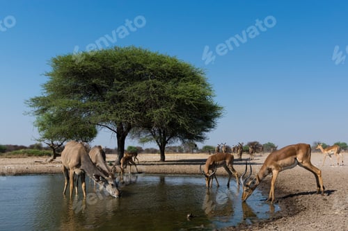 Preview: Camels and antelopes quenching their thirst at a serene watering hole under the vast blue sky.