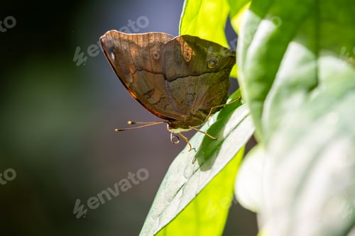 Preview: Close-up of a vibrant butterfly on a leaf surrounded by lush greenery.